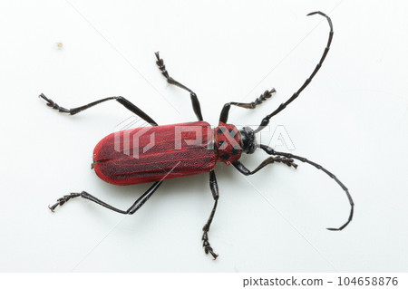 Benikamikiri 104658876