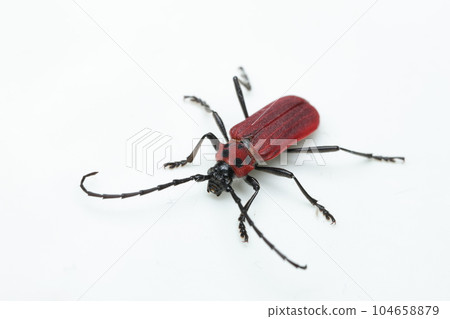 Benikamikiri 104658879