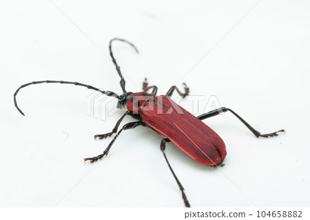 Benikamikiri 104658882