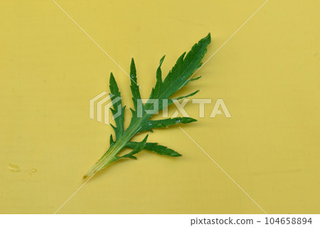 Separate green leaf of poppy flower on a yellow background. Separate green leaf of poppy flower on a yellow background. 104658894