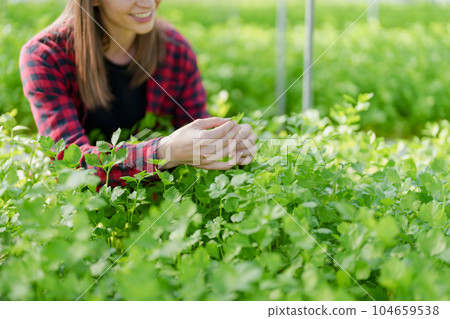 woman Farmer harvesting vegetable from hydroponics farm. Organic fresh vegetable, Farmer working with hydroponic vegetables garden woman Farmer harvesting vegetable from hydroponics farm. Organic fresh vegetable, Farmer working with hydroponic vegetables garden 104659538