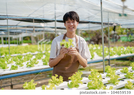 man Farmer harvesting vegetable from hydroponics farm. Organic fresh vegetable, Farmer working with hydroponic vegetables garden man Farmer harvesting vegetable from hydroponics farm. Organic fresh vegetable, Farmer working with hydroponic vegetables garden 104659539