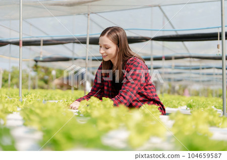 woman Farmer harvesting vegetable from hydroponics farm. Organic fresh vegetable, Farmer working with hydroponic vegetables garden 104659587