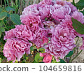 Japanese Rose Aoi 104659816