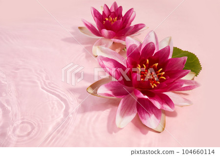 A beautiful pink waterlily or lotus flower in pink water. 104660114