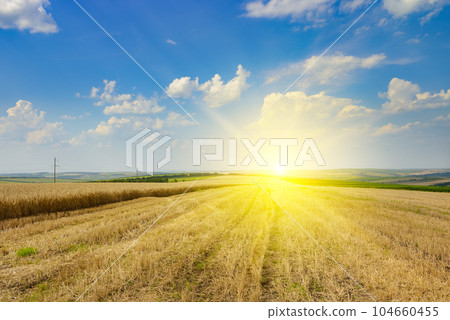 Stubble in a harvested wheat field and bright sun. Stubble in a harvested wheat field and bright sun. 104660455