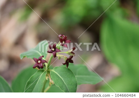 一朵盛開的玫瑰花的特寫，綠葉和深紅棕色紫色花瓣 104660484