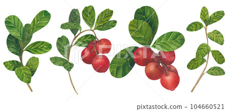 Vector illustration of Red lingonberry. Set of Cranberry. Illustration of forest wild plants. Isolated objects on white background for packaging design, postcards, print Vector illustration of Red lingonberry. Set of Cranberry. Illustration of forest wild plants. Isolated objects on white background for packaging design, postcards, print 104660521