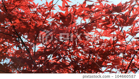 Red leaf beautiful autumn background, closeup. Red maple foliage pattern on blue sky. Forest season change in morning. Colorful red-orange fall park nature. Natural tree leaves Red leaf beautiful autumn background, closeup. Red maple foliage pattern on blue sky. Forest season change in morning. Colorful red-orange fall park nature. Natural tree leaves 104660587