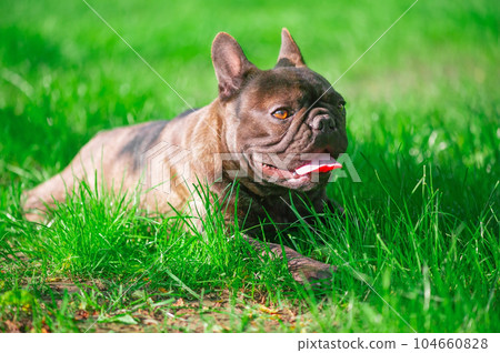 The dog lies in the grass. French bulldog on the lawn. The dog lies in the grass. French bulldog on the lawn. 104660828
