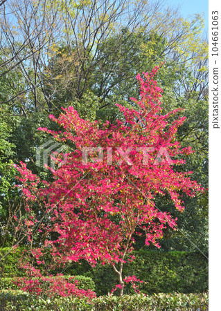 Safflower Joban Mansaku Safflower Joban Mansaku 104661063