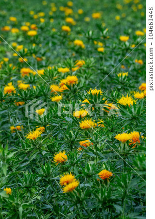 貝尼花園遍布 貝尼花園遍布 104661448
