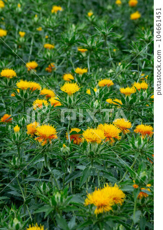 貝尼花園遍布 貝尼花園遍布 104661451