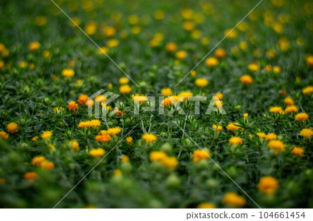 貝尼花園遍布 104661454