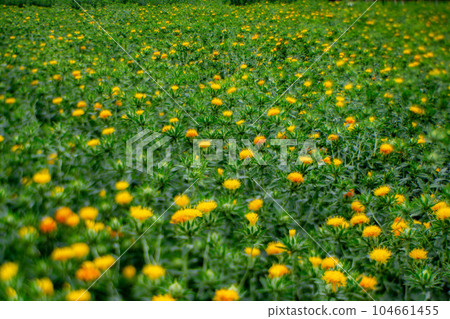 Beni flower garden spreading all over 104661455