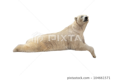 polar bear lies isolated on white background 104661571