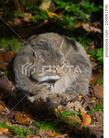 wild forest cat sitting in the sun 104661596