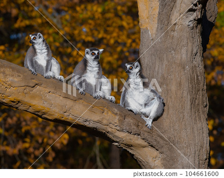 three lemurs perched on a tree wildlife 104661600