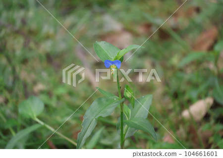 Landscape of green weed field with blue petaled dayflowers 104661601