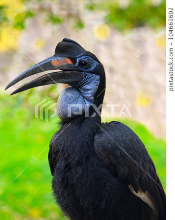 portrait abyssinian ground hornbill (bucorvus abyssinicus) isolated on white background 104661602