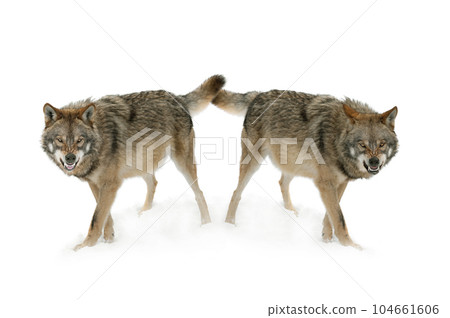 gray wolf with a grin is isolated on a white background. 104661606