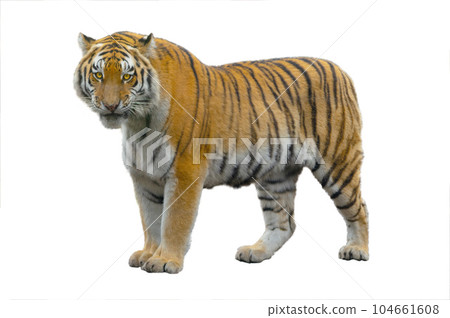 tiger isolated on white background tiger isolated on white background 104661608