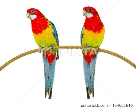 two rosella parrot isolated on white background 104661610