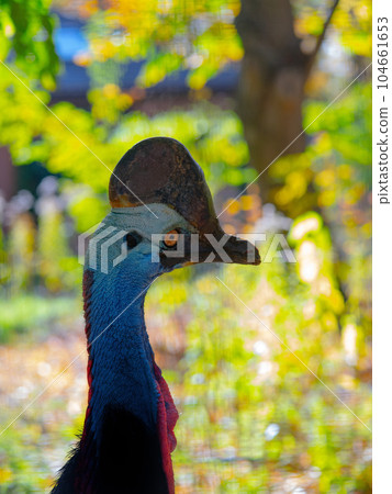 portrait australian big forest bird , southern cassowary, (Casuarius casuarius) portrait australian big forest bird , southern cassowary, (Casuarius casuarius) 104661653