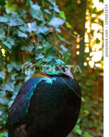 Wildlife bird. Himalayan monal (Lophophorus impejanus), also known as the Impeyan monal. 104661654