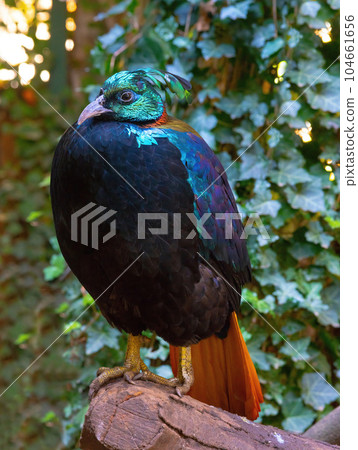 Wildlife bird. Himalayan monal (Lophophorus impejanus), also known as the Impeyan monal. Wildlife bird. Himalayan monal (Lophophorus impejanus), also known as the Impeyan monal. 104661656