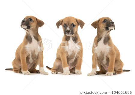 three beautiful brown little puppy isolated on white background three beautiful brown little puppy isolated on white background 104661696