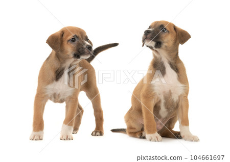 two beautiful brown little puppy isolated on white background two beautiful brown little puppy isolated on white background 104661697
