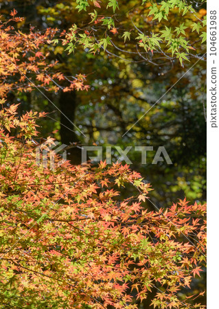 Autumn leaves of maple in the Hananuki valley Autumn leaves of maple in the Hananuki valley 104661988