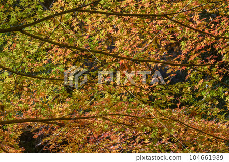 Autumn leaves of maple in the Hananuki valley Autumn leaves of maple in the Hananuki valley 104661989