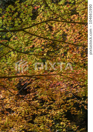 Autumn leaves of maple in the Hananuki valley Autumn leaves of maple in the Hananuki valley 104661990