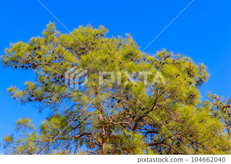 Turkish pine tree (Pinus brutia) against blue sky Turkish pine tree (Pinus brutia) against blue sky 104662040