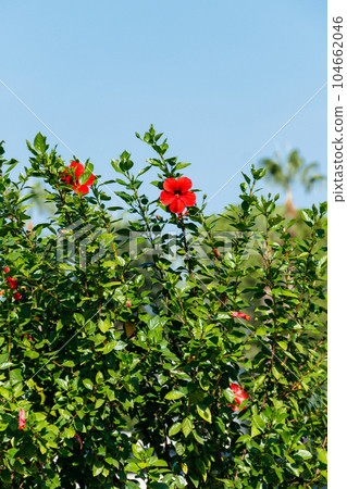 Red Hibiscus flowers (China rose, Chinese hibiscus, Hawaiian hibiscus) in the tropical garden 104662046