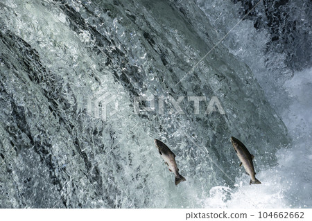 Cherry salmon climbing a waterfall Cherry salmon climbing a waterfall 104662662