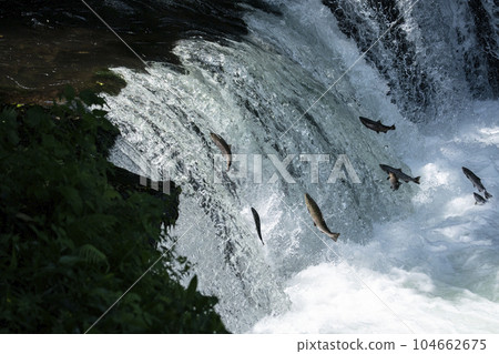 櫻桃鮭魚爬上瀑布 104662675