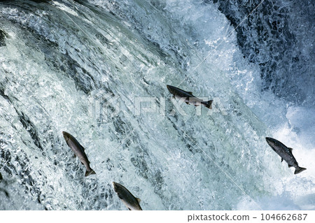 Cherry salmon climbing a waterfall 104662687