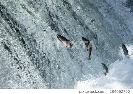 櫻桃鮭魚爬上瀑布 櫻桃鮭魚爬上瀑布 104662700