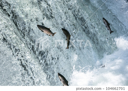 櫻桃鮭魚爬上瀑布 104662701