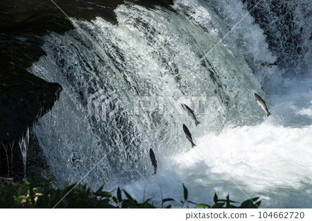 Cherry salmon climbing a waterfall Cherry salmon climbing a waterfall 104662720