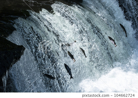 櫻桃鮭魚爬上瀑布 104662724