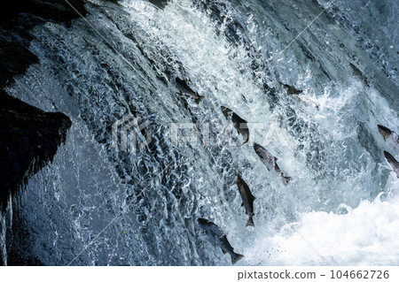 櫻桃鮭魚爬上瀑布 104662726