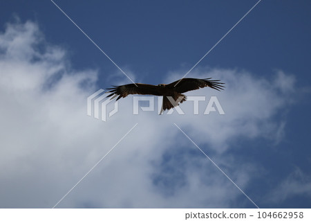 藍天白雲的天空下風箏飛翔的風景 104662958