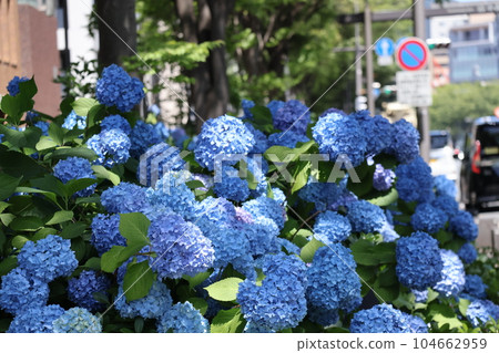 繁忙路邊藍色手球形繡球花盛開的城市景觀 104662959