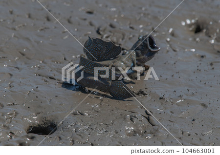 Ariake Sea tideland scenery 104663001