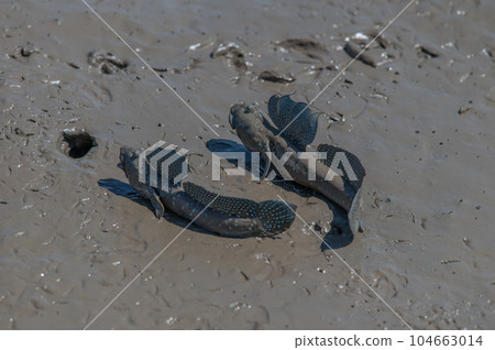 有明海沿岸風光 有明海沿岸風光 104663014