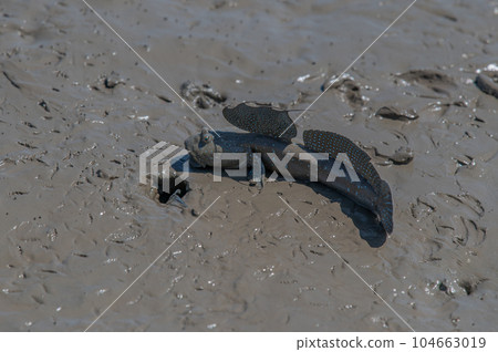Ariake Sea tideland scenery Ariake Sea tideland scenery 104663019